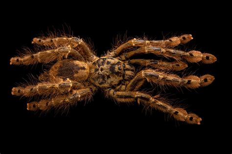  Baboon Spider! The Eight-Legged Master Weaver Lives Between Worlds