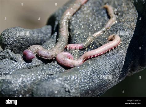 Glycera dibranchiata: Discover the Ambush Predator With Razor-Sharp Jaws Hiding Underneath Coastal Sediments!