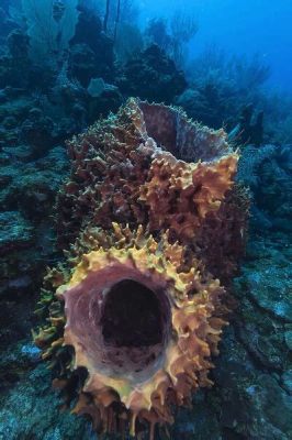  Japanese Barrel Sponge: A Colorful Coral Reef Resident Living With Tentacled Neighbors