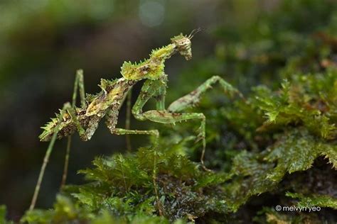  Praying Mantises: Masters of Disguise Exhibiting Enchanting Predatory Prowess!