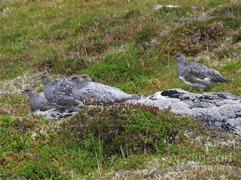  Ptarmigan – Discover The Master Of Camouflage That Thrives In Harsh Arctic Landscapes!