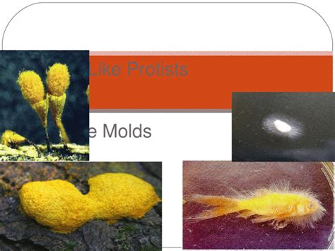  Water Molds:  Tiny Fungus-Like Organisms That Feast on Decaying Organic Matter!