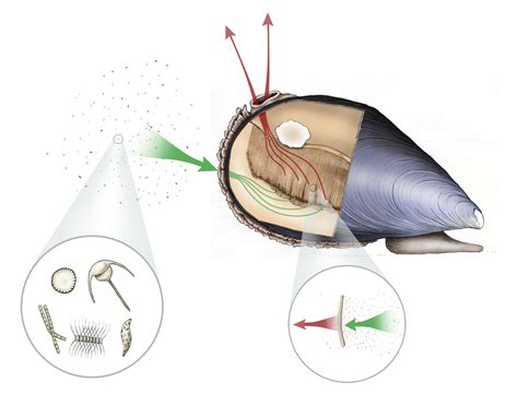 Yellow Mussel: A Bottom-Dwelling Filter Feeder with Remarkable Adaptability!