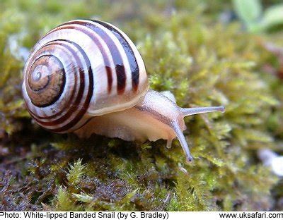  Banded Snail: Slithering Shell Dwellers With Enticing Edible Trails