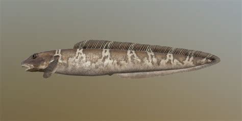  Eelpout: This Finned Fish With Ancient Roots Lives Amongst Rocky Depths