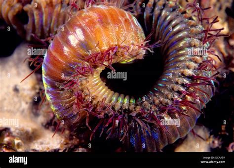  Eunicid Worm! A Voracious Predator Lurking Beneath the Waves