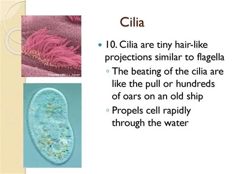  Heterotrichs! Can You Imagine Living with Hundreds of Cilia Beating on Your Body?