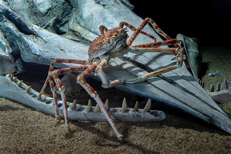  Japanese Spider Crab! A Glimpse into the Enigmatic World of Gigantic, Long-Limbed Ocean Dwellers