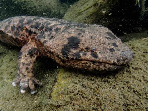  Jumping With Joy: Discover The Remarkable Agility and Vibrant Skin Patterns Of The Japanese Giant Salamander!