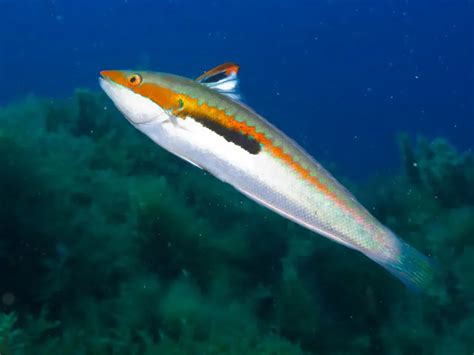  Rainbow Wrasse: This Vibrant Fish, With Its Striking Color Palette, Exhibits Remarkable Territorial Behavior and Engaging Social Interactions