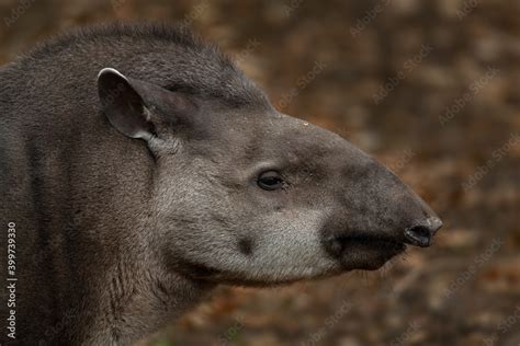 Tapir! Discover This Shy Mammal's Preference for Solitude Amidst Lush Tropical Forests