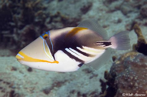 Triggerfish, A Fish Known for Its Bold Colors and Aggressive Territoriality!