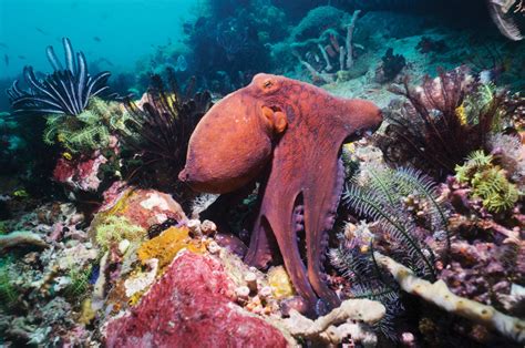  Umbrella Coral: A Master of Camouflage Living Underwater Architecture!