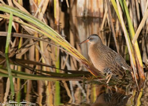 Virginia Rail A Bird With Incredible Camouflage Capabilities That Exhibits Remarkable Adaptations For Thriving In Wetland Habitats!