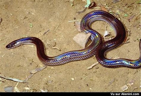  Xenopeltis! A Serpent Shrouded in Mystery, Slithering Through the Shadowy Realm of Southeast Asia