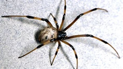 Yorkshire Spider: Exploring the World of This Elusive, Eight-Legged Hunter in Your Backyard!