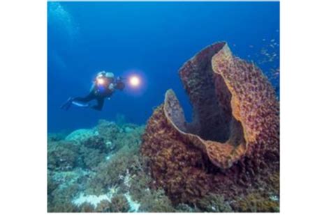 Zipoletes! A Soft Sponge That Defies Expectations and Offers Fascinating Insights into the Underwater World