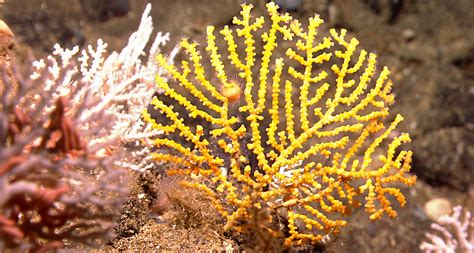 Zoom into the Microscopic World of a Zooxanthella – Tiny Algae Living Large Inside Coral Reefs!